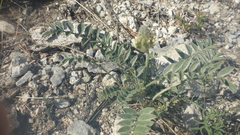 Astragalus lupulinus