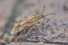 Agonoscelis longirostris