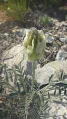 Astragalus lupulinus