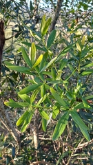 Euclea daphnoides