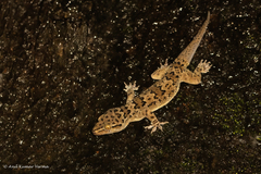 Hemidactylus maculatus