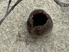 Peziza ammophila