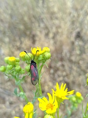 Zygaena sarpedon