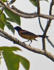 Icterus prosthemelas