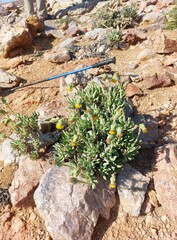 Kleinia cephalophora