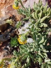 Kleinia cephalophora
