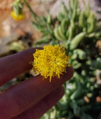 Kleinia cephalophora