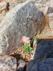 Oxalis pulchella