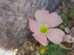 Oxalis pulchella