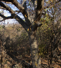 Commiphora mollis