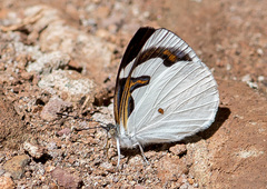Dynamine myrrhina