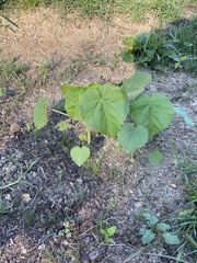 Abutilon theophrasti