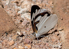 Dynamine myrrhina