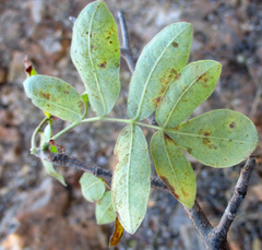 Commiphora mollis
