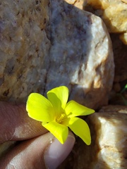 Oxalis clavifolia