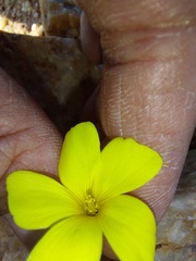 Oxalis clavifolia