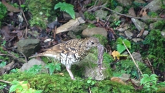 Zoothera dauma dauma