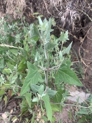 Atriplex laciniata
