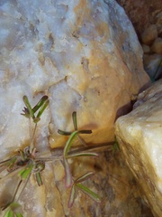 Oxalis clavifolia