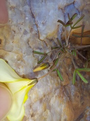Oxalis clavifolia