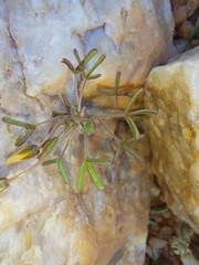 Oxalis clavifolia