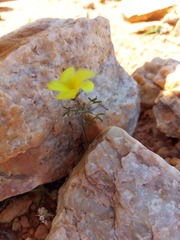 Oxalis clavifolia