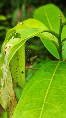 Filodes fulvidorsalis