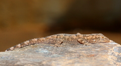 Moreau's Tropical House Gecko photo 5