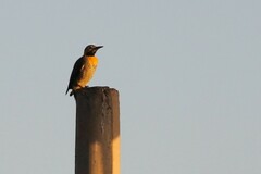 Colaptes campestris campestris