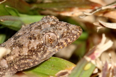 Moreau's Tropical House Gecko photo 4