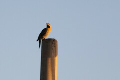 Colaptes campestris campestris