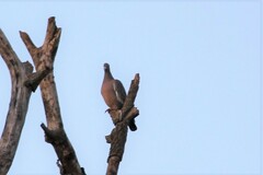 Patagioenas picazuro