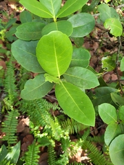 Elaeodendron xylocarpum