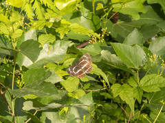 Neptis andetria