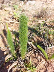 Asparagus juniperoides