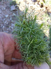 Asparagus juniperoides