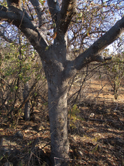 Commiphora mollis