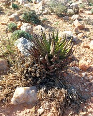 Aloe melanacantha