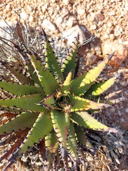 Aloe melanacantha