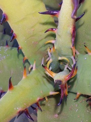 Aloe melanacantha