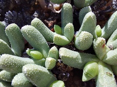 Cheiridopsis aspera