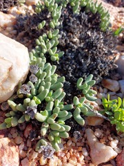 Cheiridopsis aspera