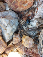 Brachycerus globosus