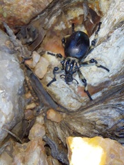 Brachycerus globosus