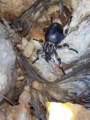 Brachycerus globosus