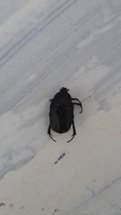 Protaetia opaca