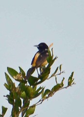 Icterus spurius fuertesi