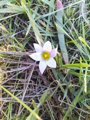Romulea tabularis
