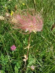 Geum montanum