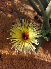 Cephalophyllum pillansii